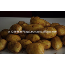 2016 new crop potato